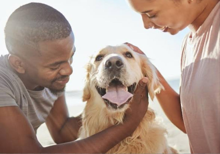 10 Essential Dog Accessories Every Pet Owner Should Have in 2026
